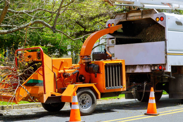 Why Choose Our Tree Removal Services in West Hammond, NM?