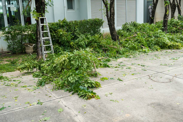 Leaf Removal Services in West Hammond, NM